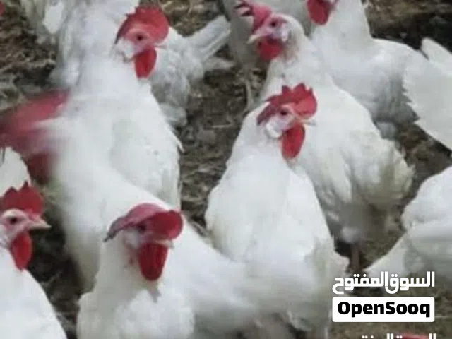دجاج للبيع بياضات صحيه