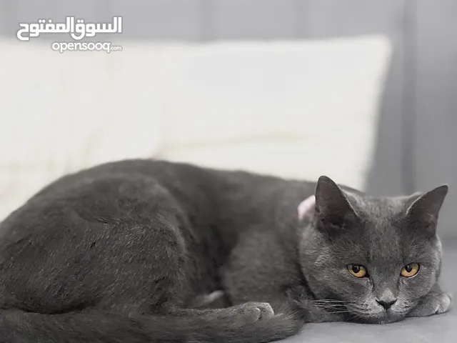 قط سكوتش ستريت