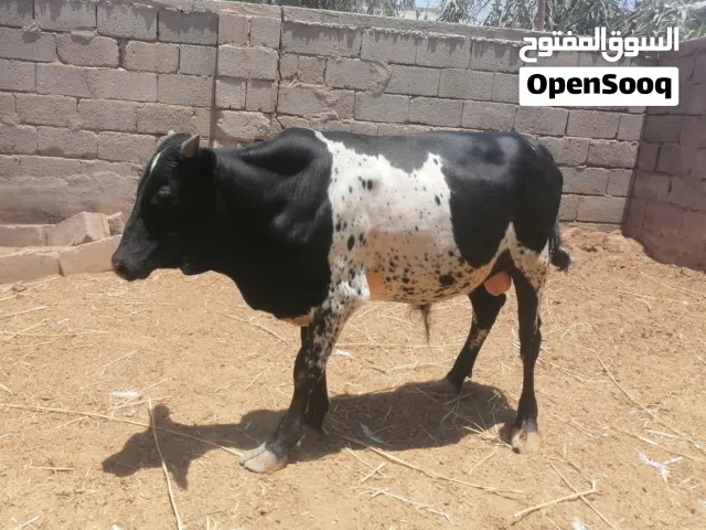 عجل عراقي للبيع معلوف براسه طحين