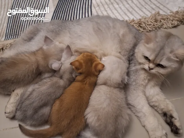 kittens for sale 55 days old Scottish.