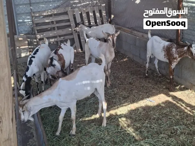 6 تيوس اثيوبيات مشالله سمنه فول بصحه ممتازه