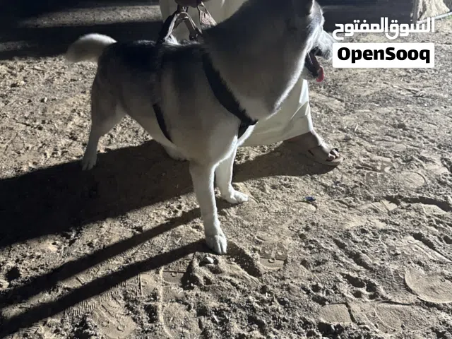 سلام عليكم اخواني  كلب هاسكي