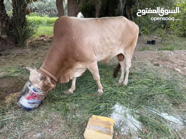ثور محلي مناسب للذبح او التربية انتاح وتربية المزرعة