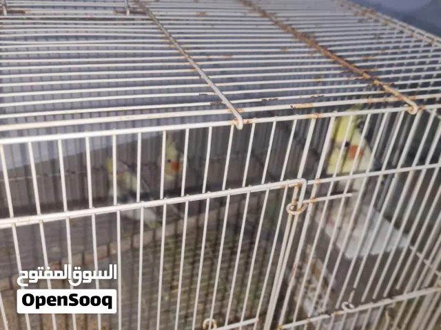 زوج كوكتيل للبيع  ركز في الوصف