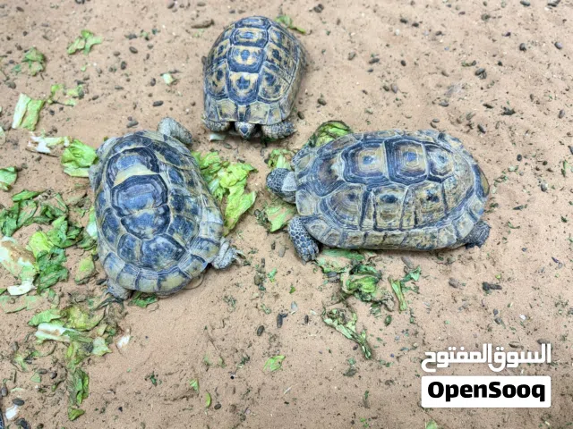 للبيع سلاحف اليونانيه جاهزه للانتاج