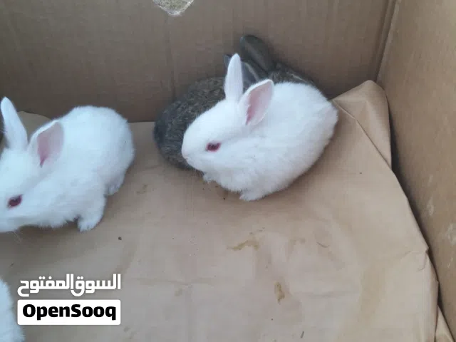 ارانب فرنسيه صغيره للبيع