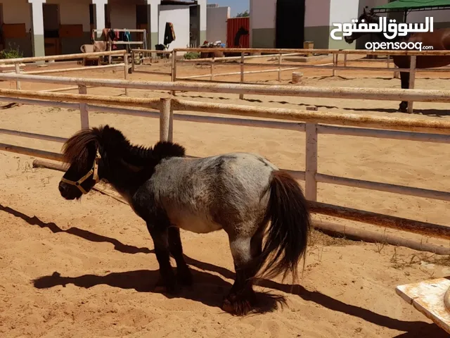 حصان بوني هادي