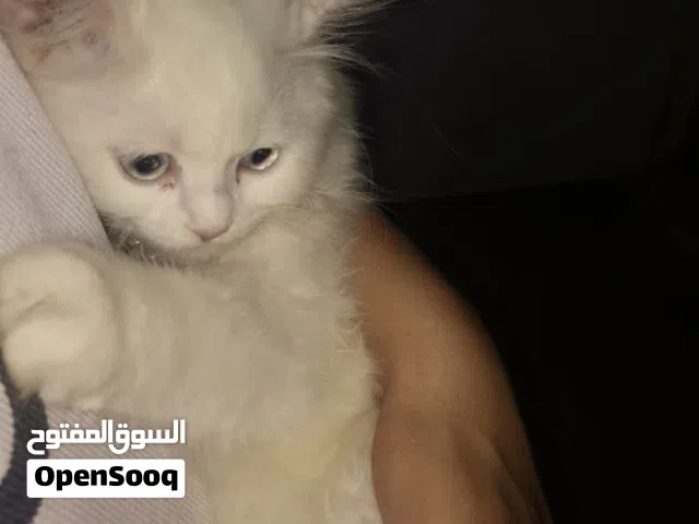 قط شيرازي جميل وكيوت عمره 3 شهور