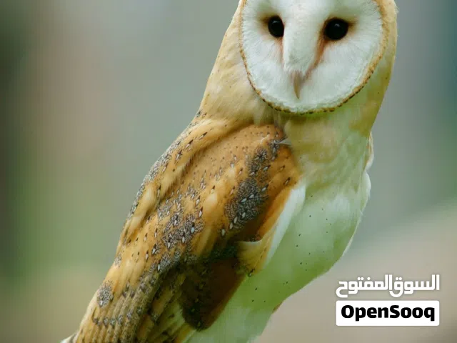 للبيع زوج بوم الحظائر او طائر الهامة النادر مع فرخ واحد
