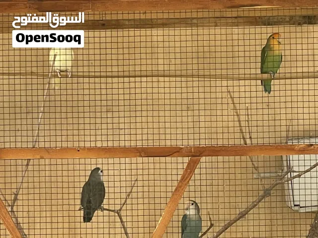 بركاديلو اح