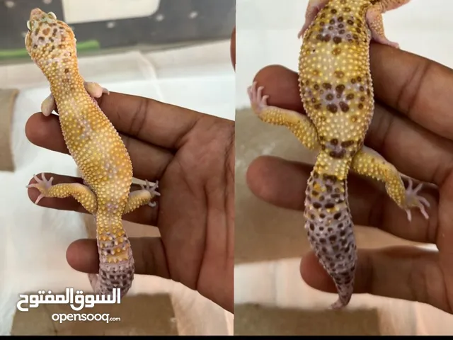 2 leopard geckos about 10 months old