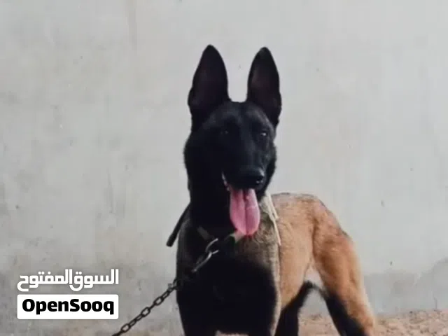 السلام عليكم كلبة ملينوا حاجة ربي يبارك او بي كوتيبها او بأدن الله عشرة او مضمونة في الجراوي
