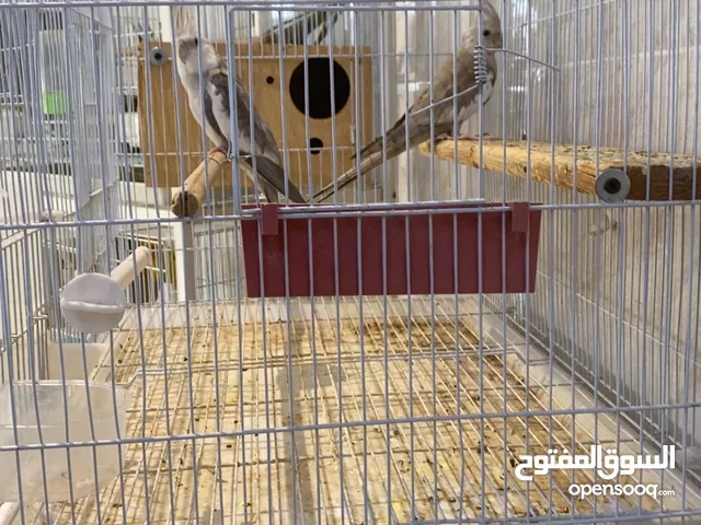 جوز كراوان منتج