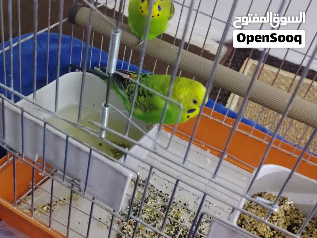 طيور. اليفه