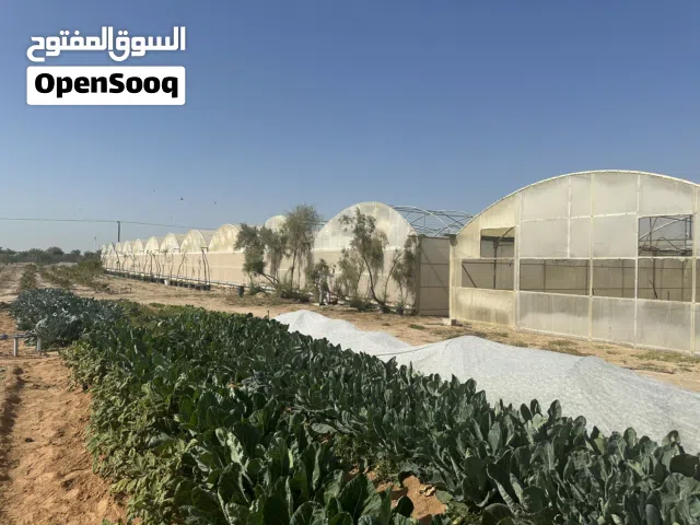 مزرعةلل الباهية متميزة