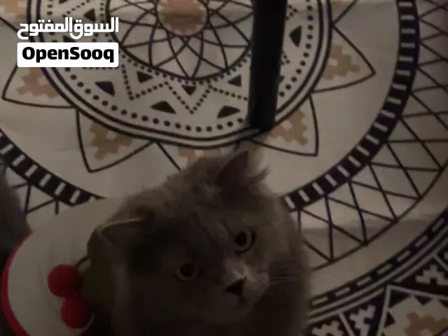 قط بريطاني سكوتش ذكر معقم