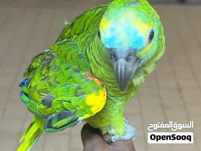 طير بلوفرنت اليف مره صحتهم طيبه الحمد لله