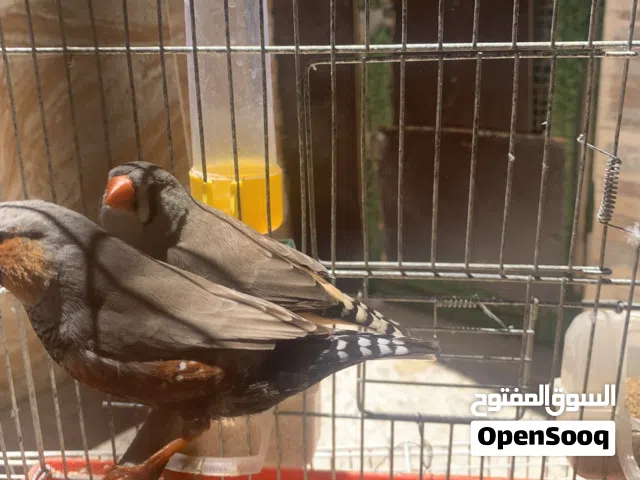 سلام عليكم كوبية زيبرا غليظه ومعاها فروخ.!