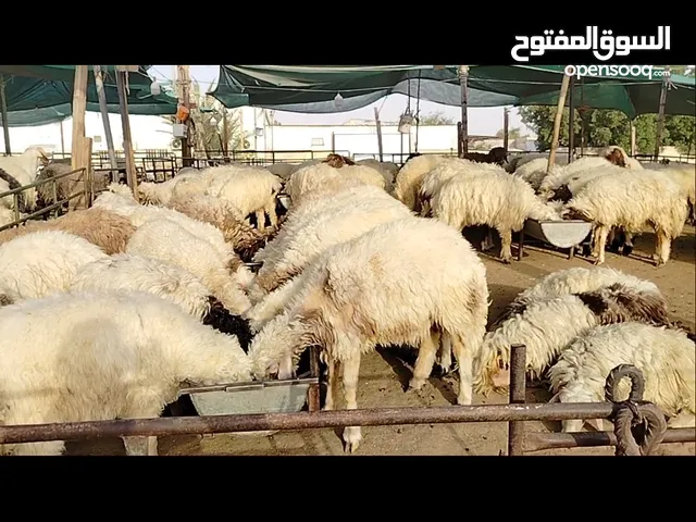 قصاب مصري بالطريقه الشرعيه