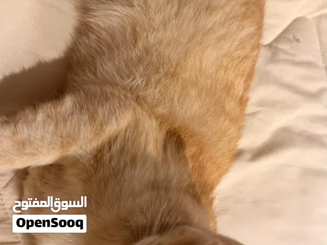 قطوه بيت شقرا