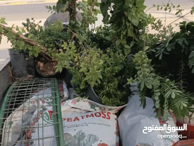 عمل كافه الحدائق والبساتين والزراعه النخيل والاشجار