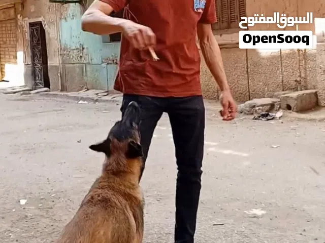 جرو مالينوا للبيع