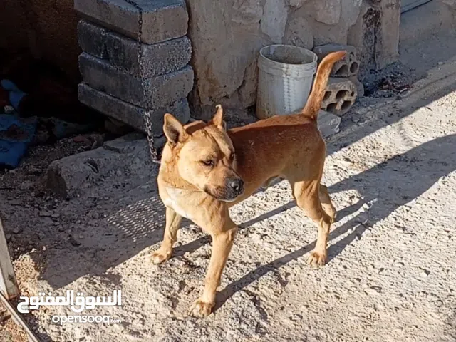 كلب Pitbull امريكي و كلب Husky للبيع