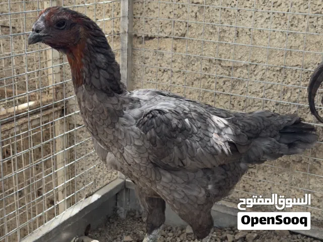 دجاجه تاي بيور