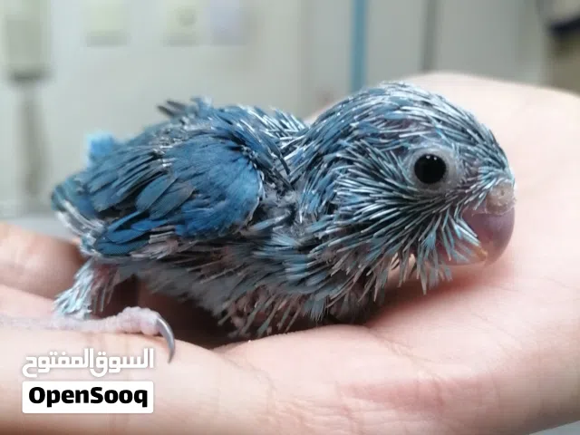 Pacific parrotlet babi homebreed