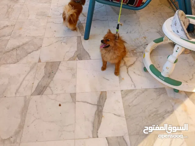 للبيع كلاب بومرينيان ذكروا انثى سنه ذكر وانثى للبيع