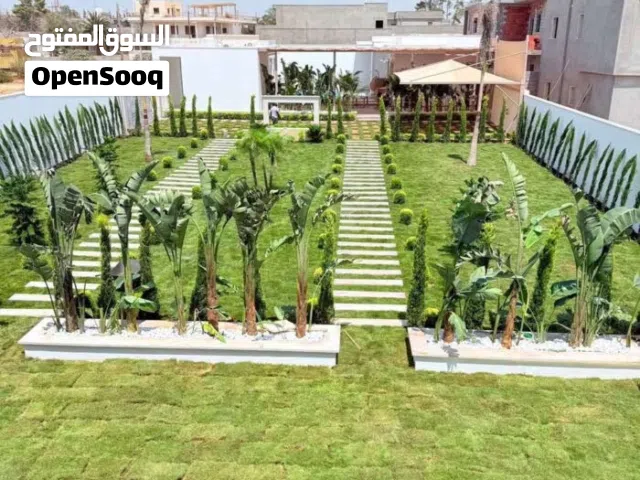 عشب طبيعي امريكي صيفي شتوي درجة اولي