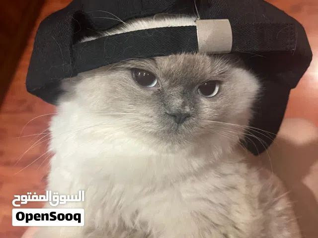 Beautiful Cat for Adoption