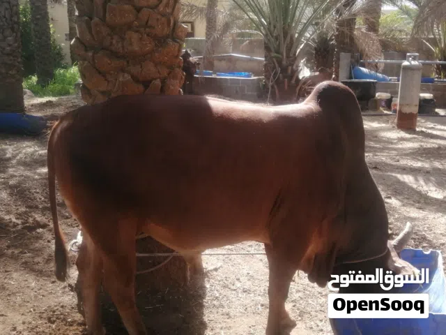 ثيران مطعومة  للبيع الاحجام كبيرة والأسعار متفاوتة
