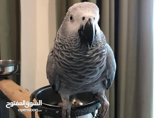 African Grey parrot available. WhatsApp only for details