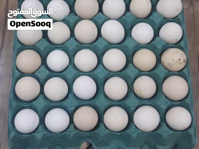 بيض دجاج كويتي وابو ركيبه ودندراوي وعرب