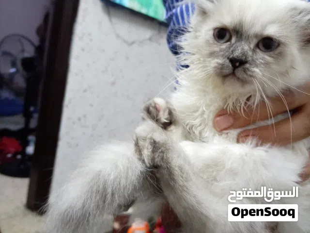 عمر شهرين سكوتش