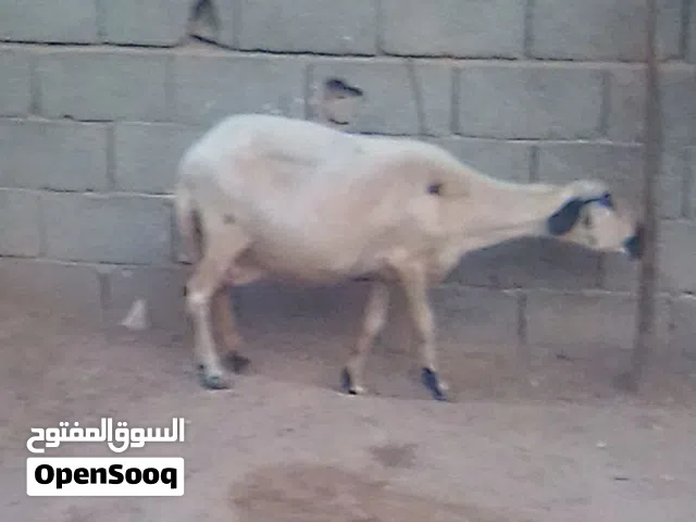نعجتين تبارك الرحمن