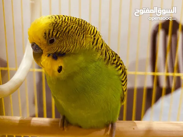 Male Parakeet parrot and Female British Shorthair
