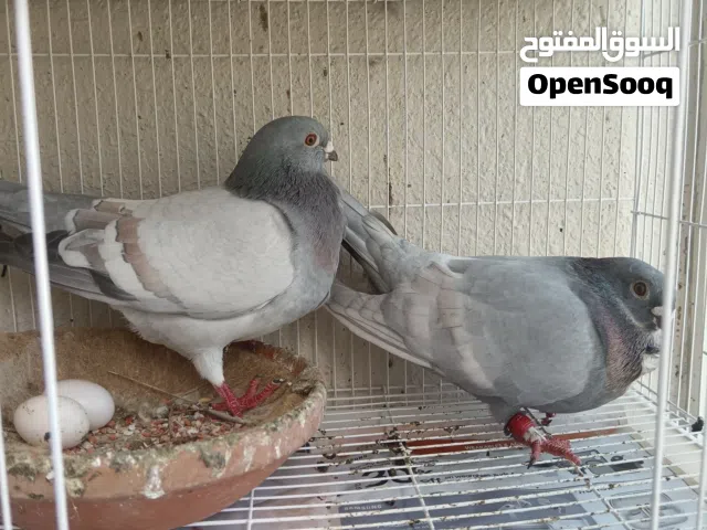 حمام. جيد  منتج