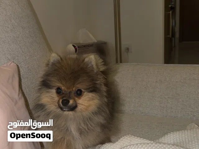 Pomeranian 5 months old