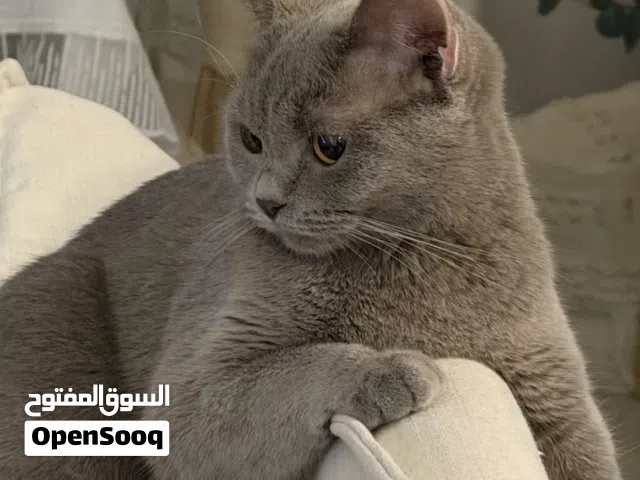 قطة سكوتش ستريت