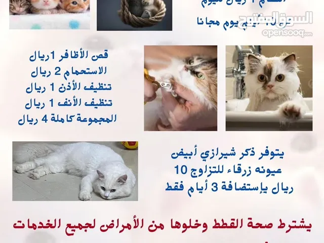 Pet care  استضافة قطط وتزاوج