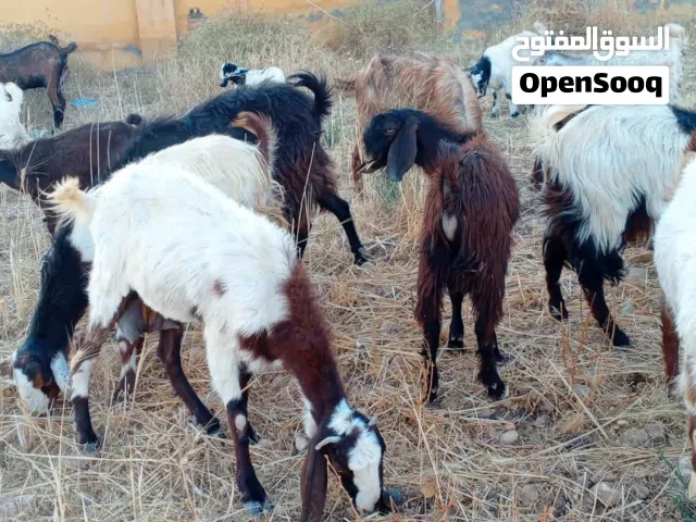 معز ثنايا نخب اول عز المقنوي