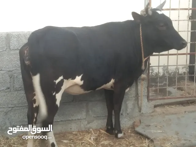 بقره البيع او سقب مع غنم او جعد