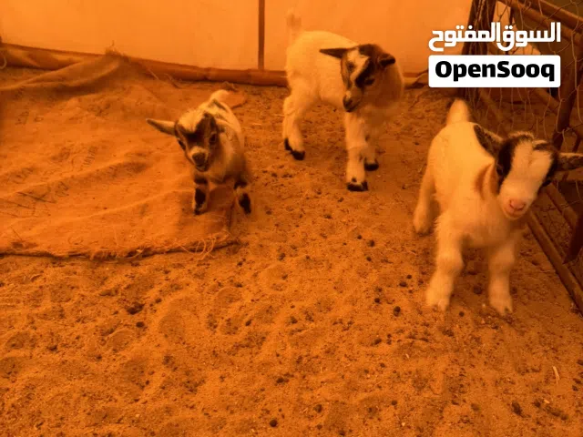 للبيع جيكي قزم