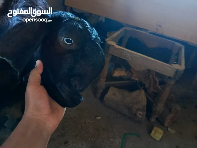 بسم الله ما شاء الله معزه اثنتين وحده سوداء وواحده حمراء الحمراء معها حبه من كل جال والسو والسوداء