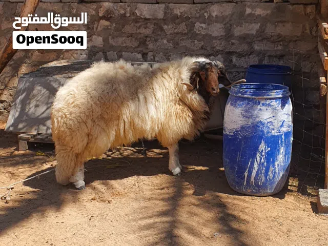 السلام عليكم خروف ماشاء الله فحل ربي يبارك  بالموس وضمانه ...تبيه حتي عيد عادي سنه كيف خش سداس غيرهم