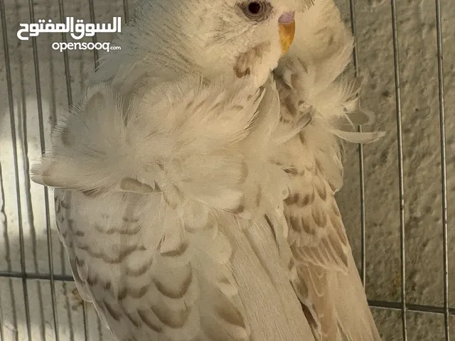 جوز هوقو رومو لاسوينج
