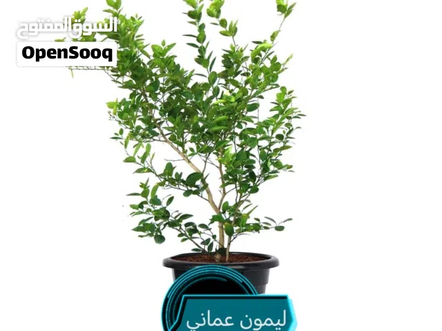 عرض تخفيض حتى نفاد الكميه الشتله (ريال فقط)