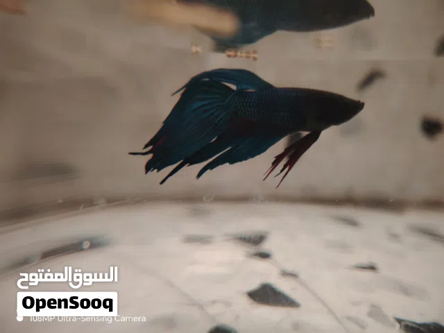 حوته  فايتر بل حوض 35 ومغير حوض 25